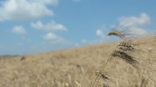 熟した小麦畑成熟的小麦字段 — 图库视频影像