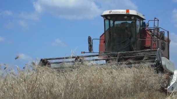 Equipo de cosecha en el trabajo en un campo de trigo: clip de cámara lenta — Vídeo de stock