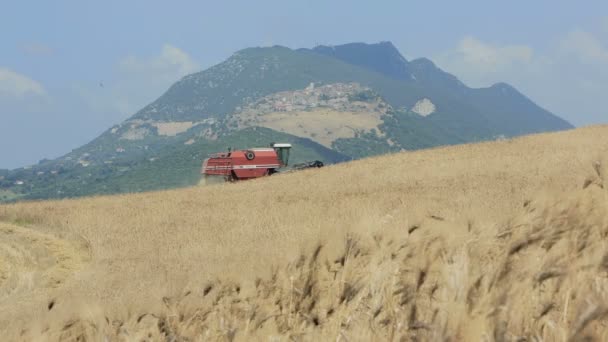 Cosecha de trigo con cosechadora moderna en el campo italiano — Vídeos de Stock