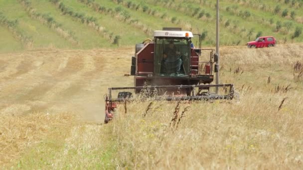 Урожай пшениці з сучасним комбайном, обладнання для збору врожаю, сільська місцевість — стокове відео