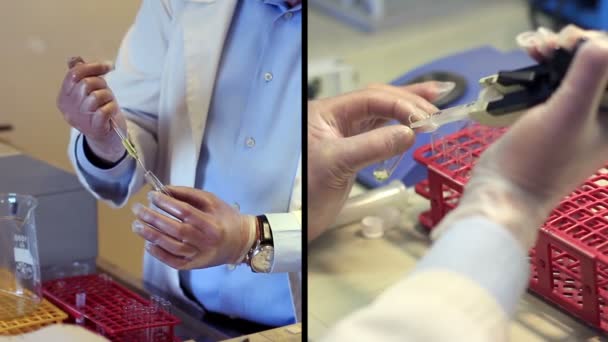 Bioquímico que trabalha em laboratório — Vídeo de Stock