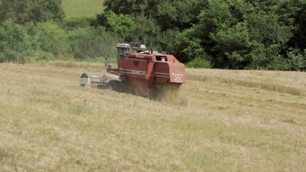 Boer aan het werk met moderne combine harvester in geplaatst van tarwe: oogsten van tarwe — Stockvideo
