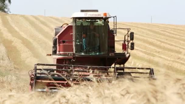 Урожай пшеницы с современным комбайном, Уборочная техника, сельское хозяйство — стоковое видео