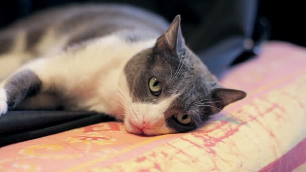 Relaxing cat on the sofa — Stock Video