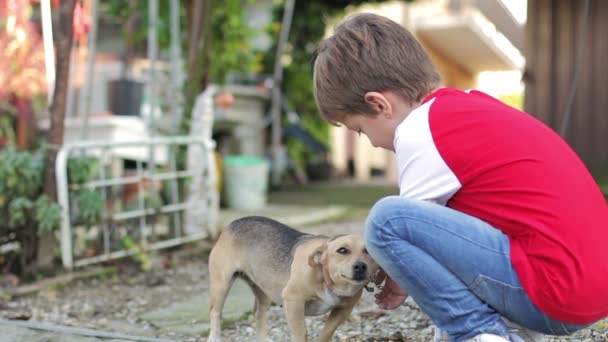 Adorable garçon jouer avec un chiot — Video