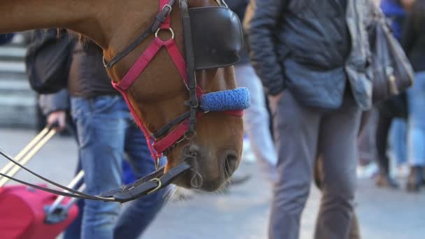 Caballo esperando al turista — Vídeo de stock