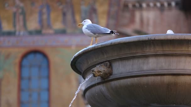 Fontanna z seagull chodzenie na krawędzi — Wideo stockowe