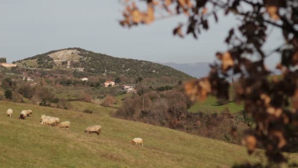 Schafe auf dem Berg — Stockvideo