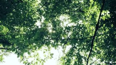 Dalları ve yaprakları ile parlayan güneş