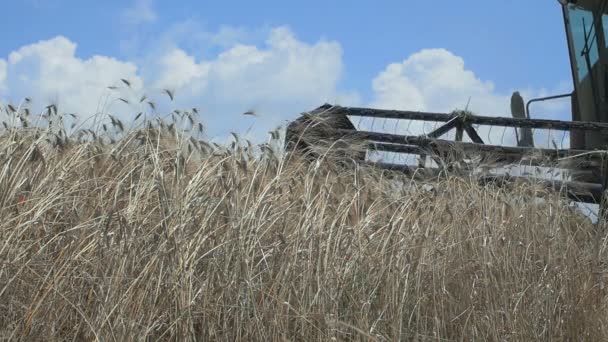 Particular de cosechadora combinar en el trabajo: imágenes en cámara lenta: agricultura, granja — Vídeos de Stock