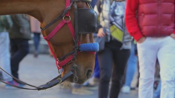 Häst väntar på turist — Stockvideo