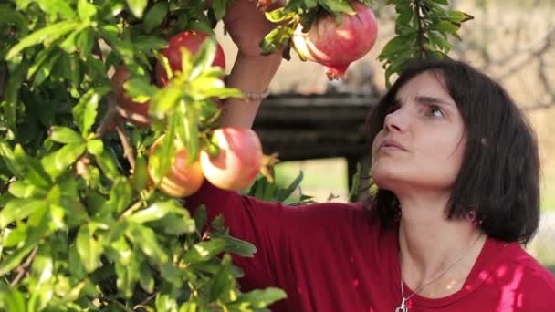 Mooie vrouw en zoete granaatappels — Stockvideo