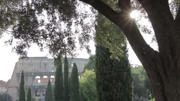 View of the colosseum with sun shining through the branches of a tree — Stock Video