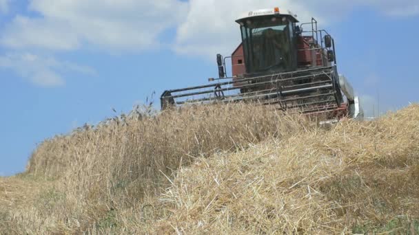 Повільний рух комбайна поля пшениці: фермер, сільське господарство — стокове відео