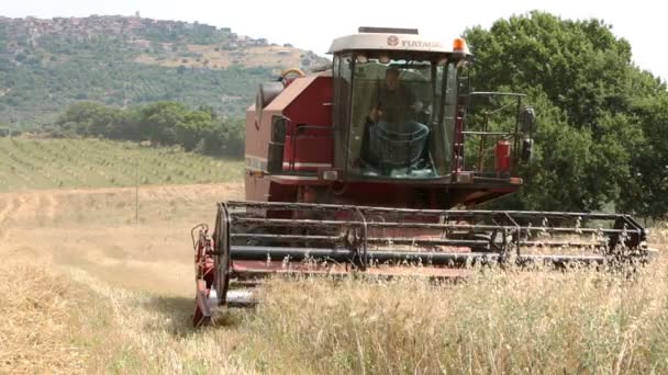 Combineer werken op tarweveld: boerderij, boer, landbouw, oogsten, — Stockvideo