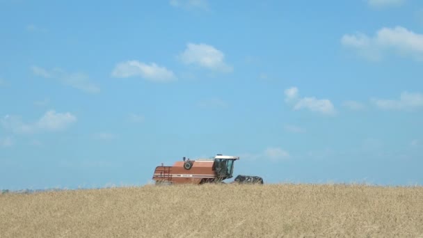 Búza aratás modern kombájn, betakarítás berendezések, kék ég, 4k — Stock videók