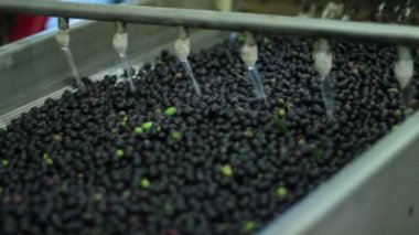 Üretim sızma zeytin süreci