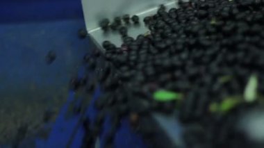 Üretim sızma zeytin süreci