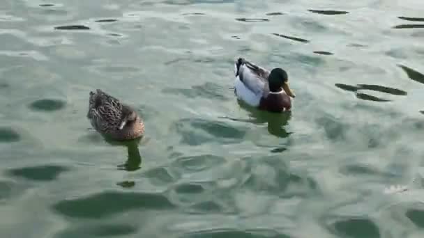 Les canards nagent dans le lac