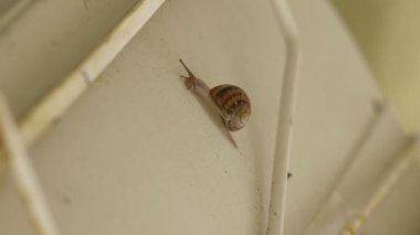 yavaş hareket salyangoz 