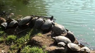 Tatlı su kaplumbağaları güneşin tadını çıkarma