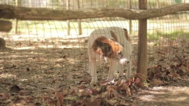 köpek içinde belgili tanımlık köpek kafes