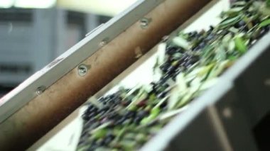 Zeytin sürekli besleme Konveyör bant