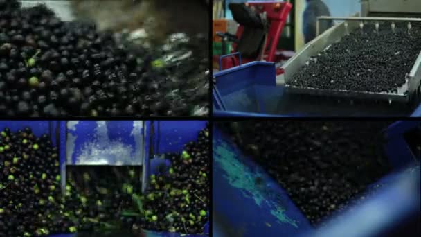 Proces van extra vierge olijfolie van de productie — Stockvideo