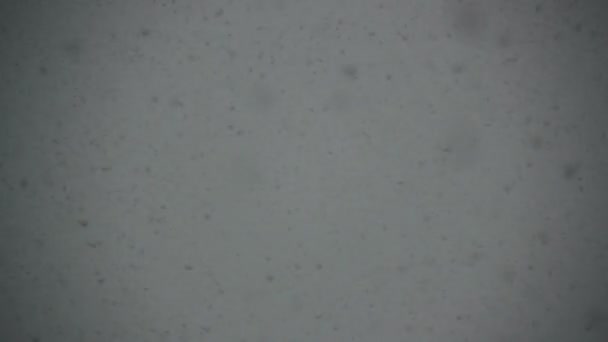 冬の雪の街 — ストック動画