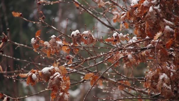 Neve no campo — Vídeo de Stock