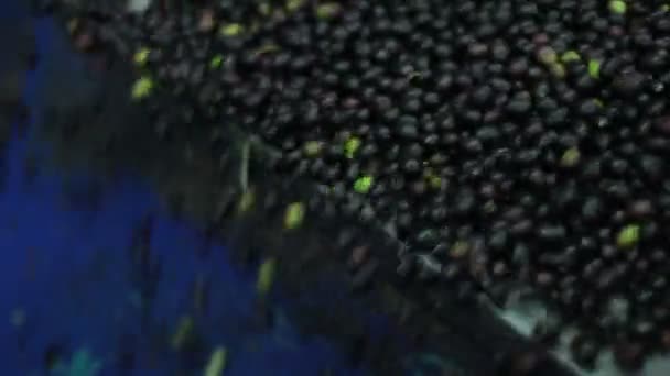 Procédé de production olive extra vierge — Video