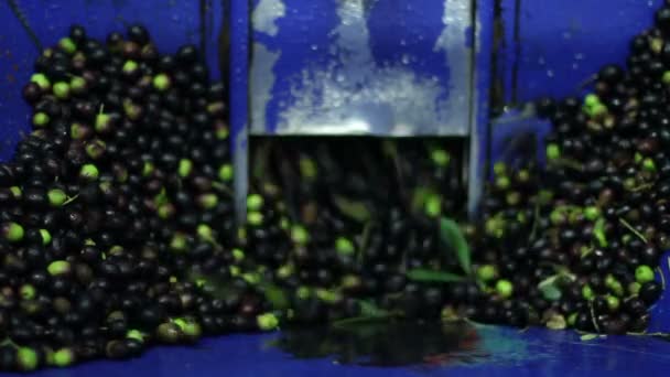 Zeytinyağı üretim süreci — Stok video