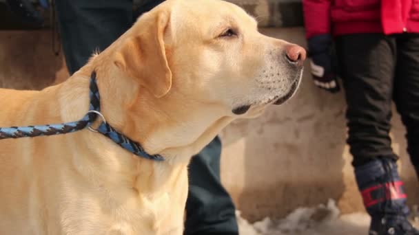 Ravissant labrador retriever dans la neige — Video