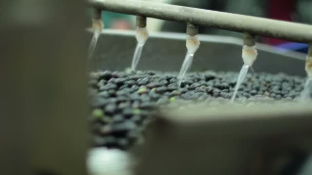 Process of production extra virgin olive — Stock Video