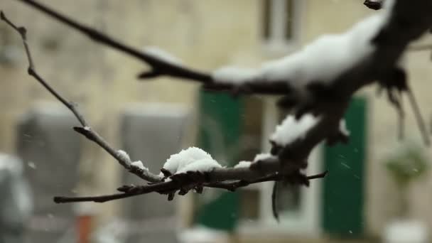 Schnee auf dem Ast, matera, italien — Stockvideo