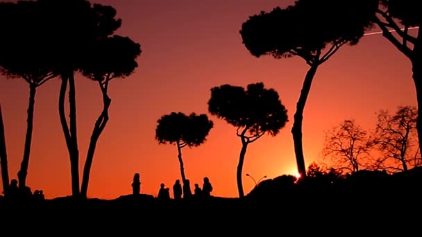 Tramonto in parco con alberi — Video Stock