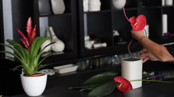 Mãos florista preparar uma composição de grande flor vermelha — Vídeo de Stock