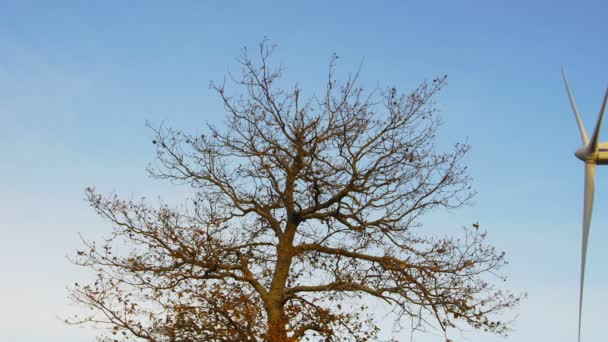 Windkraftanlage und ein Baum — Stockvideo