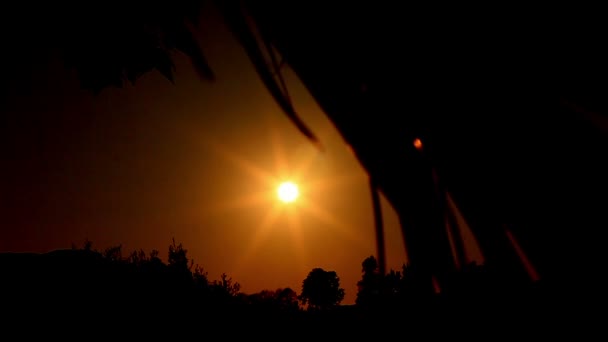 Coucher de soleil doré sur les arbres — Video