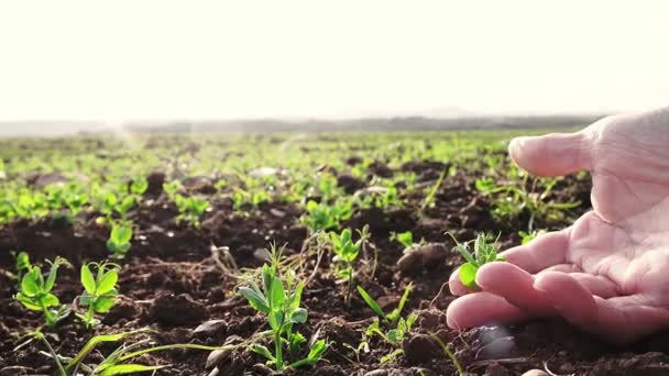 植物を発芽を愛撫する手 — ストック動画