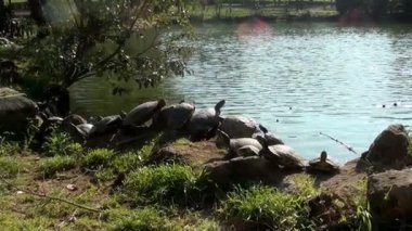 Tatlı su kaplumbağaları güneşin tadını çıkarma