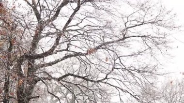 bir kar fırtınası sırasında ağaçlar