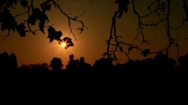 Altın günbatımı ağaçlar üzerinde