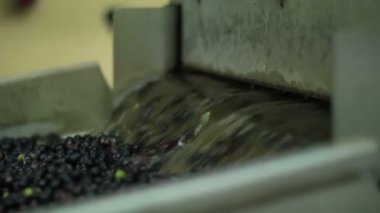Üretim sızma zeytin süreci