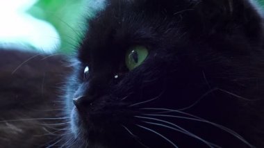 Yeşil gözlü siyah kedi