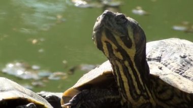 Tatlı su kaplumbağaları güneşin tadını çıkarma