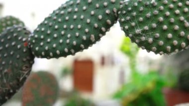Matera, İtalya'nın eski bölgesinden kaktüs bitkileri
