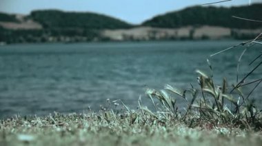 Mavi gökyüzü ile yeşil arpa