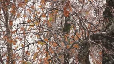 bir kar fırtınası sırasında ağaçlar