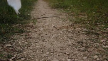 yere düşen bir vakum yolda rüzgarda beyaz mendil